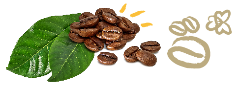 hojas_cafe